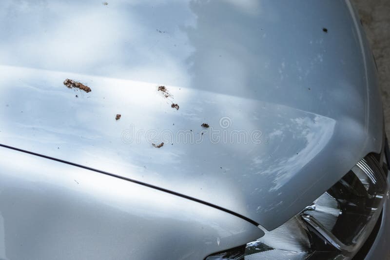 Bird droppings on the car. stock image. Image of dirt 97334851