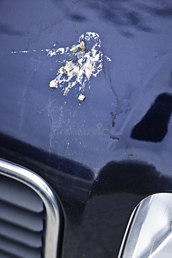 Bird droppings on car hood stock image. Image of paint 26070041