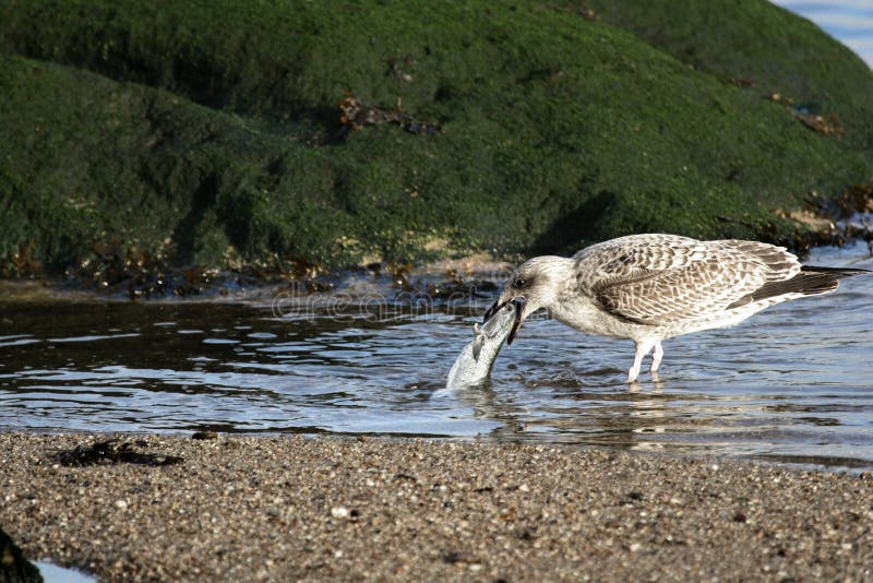 Bird eat fish stock photo. Image of dive, pond, green, swim 920280