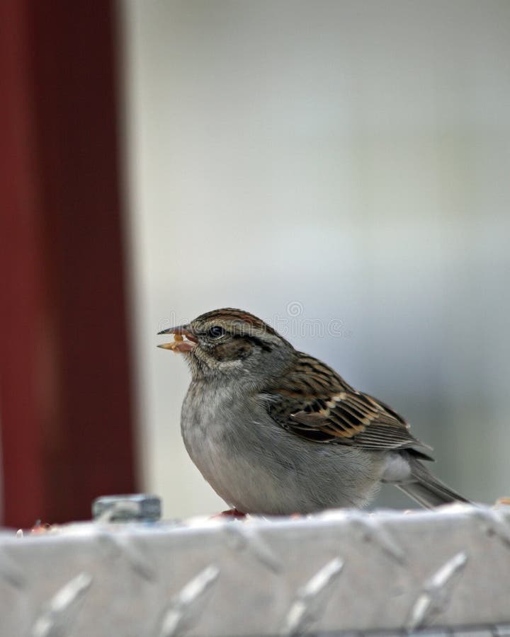 Bird eating
