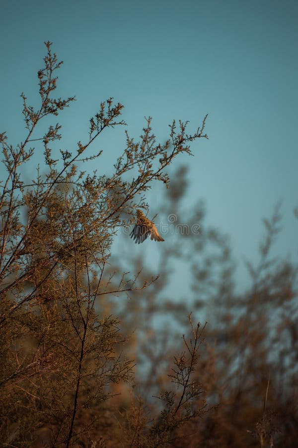 Bird eating while flying stock image. Image of flying 260427435