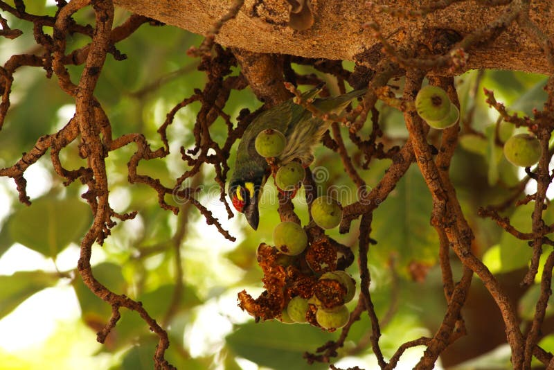 Bird Eating Fruit on a Tree Stock Image Image of bird, jaipur 154420397