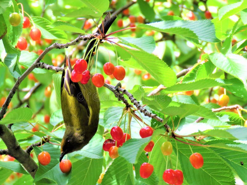 Bird Eating Fruits from the Tree Stock Photo Image of cherry