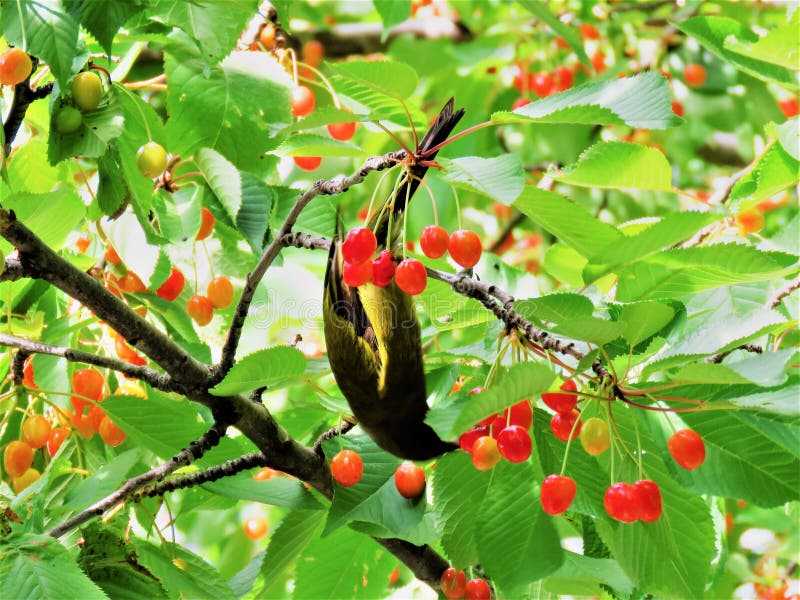 Bird Eating Fruits from the Tree Stock Photo Image of tree, nature