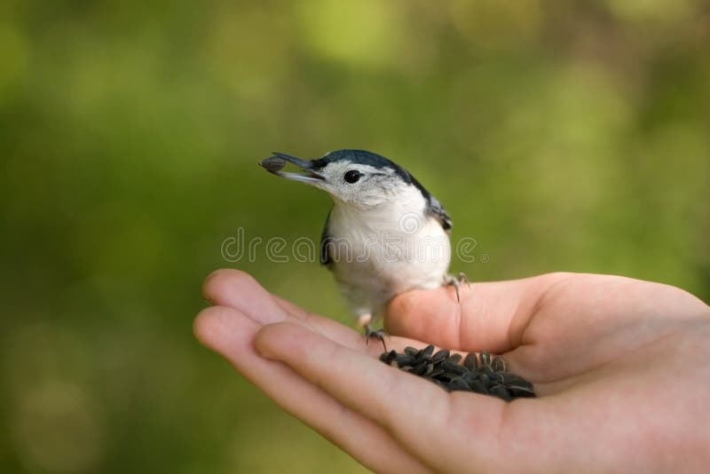Bird eating from hand stock image. Image of nurture, park 16787331