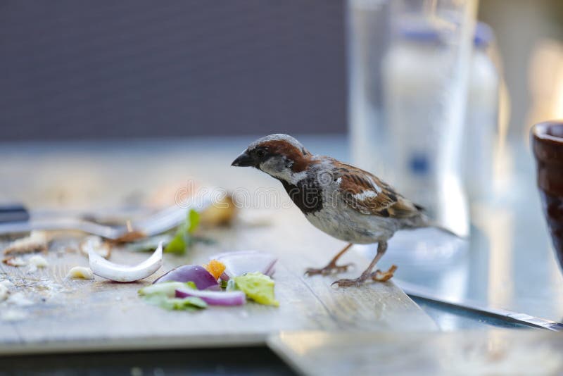 what human food do birds eat