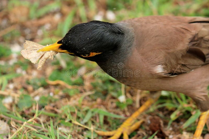 Bird eating Insect stock image. Image of nature, wild 95380939