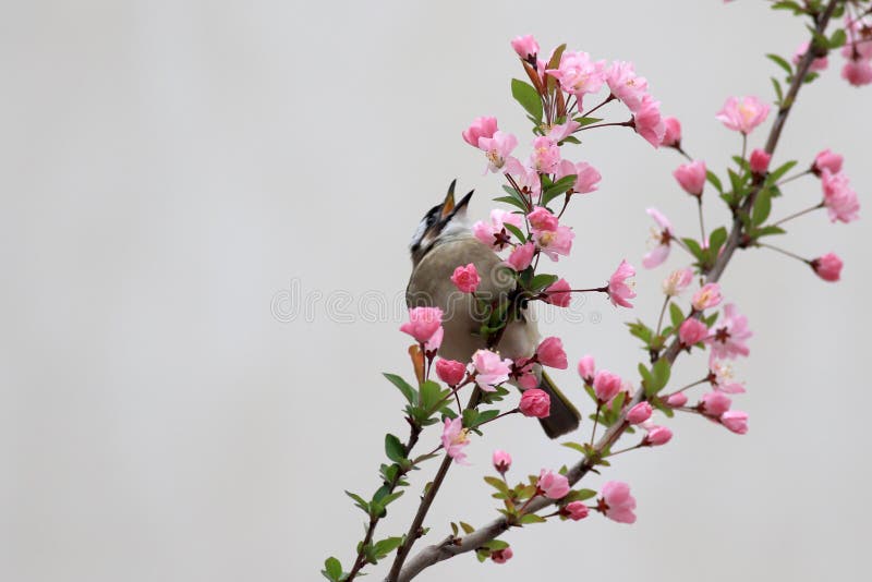 A Bird is Eating the Leaves of Flowers. Stock Photo Image of qingming