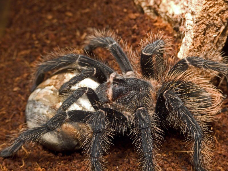 Lasiodora parahybana, one of the biggest bird eating spiders with the habitat in the jungle of brasilia