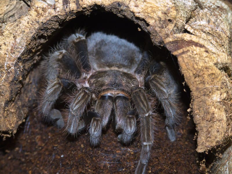 Brachypelma albopilosum, a beard eating spider from costa rica and honduras, is sitting in its cave. Brachypelma albopilosum, a beard eating spider from costa rica and honduras, is sitting in its cave