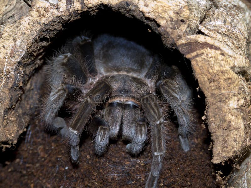 Bird eating spider