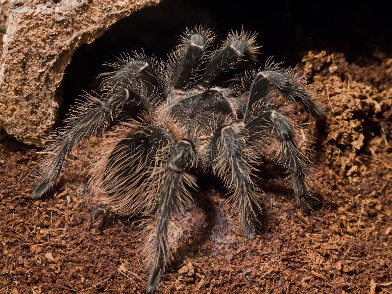 Lasiodora parahybana, one of the biggest bird eating spiders with the habitat in the jungle of brasilia