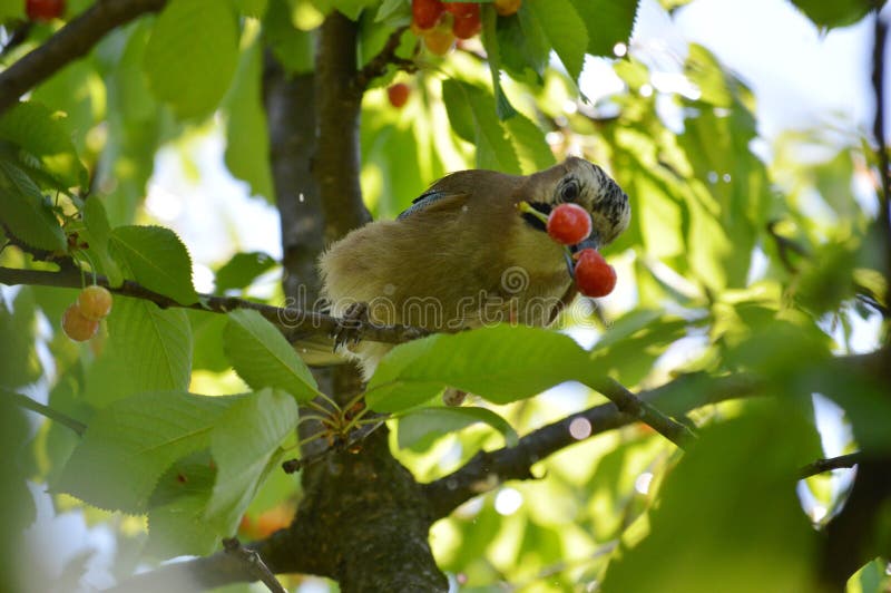 Bird Eats Red Ripe Cherries Stock Photo Image of plant, leaf 252333962