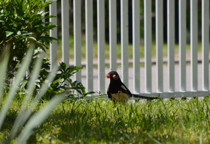 Bird Eats Red Ripe Cherries Stock Image Image of animal, grass 252334727