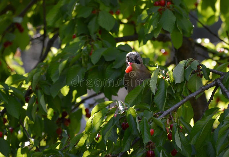 Bird Eats Red Ripe Cherries Stock Photo Image of tree, fruit 252334926