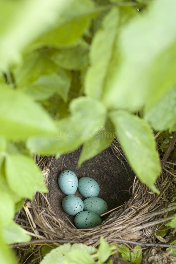 Bird eggs stock image. Image of schoolchild, hatch, speckled 93028183