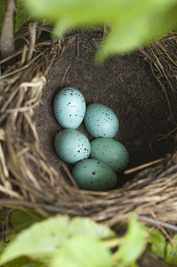 Bird eggs stock image. Image of bird, chick, still, hatch 93028267