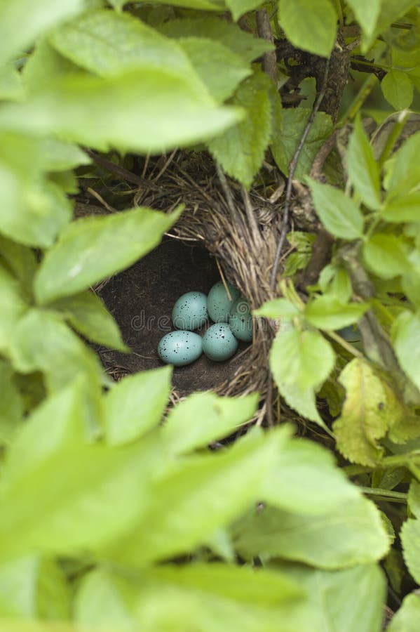Bird eggs stock photo. Image of life, chick, eggs, speckled 93028318