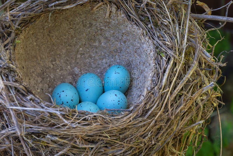 Bird eggs in the nest