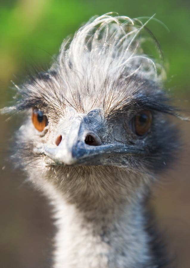 Bird Emu