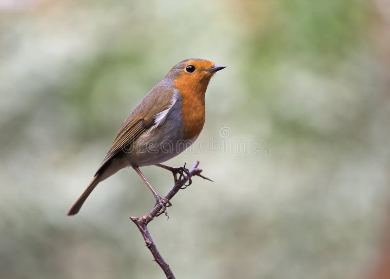 Bird - European Robin