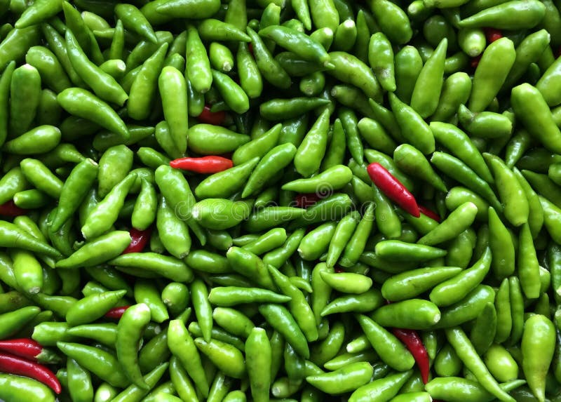 Bird eye chillies stock photo. Image of green, chilli 61732750
