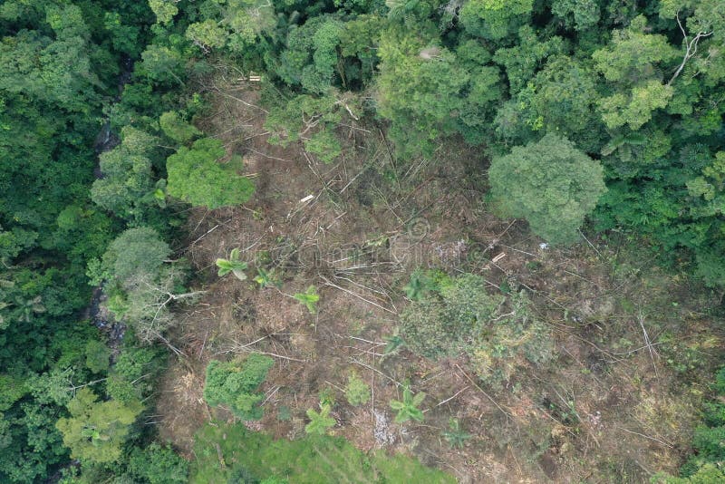 Bird eye view of patch of rainforest that has been deforested, showing the many dead trees still laying on the ground royalty free stock photos
