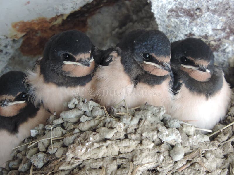 Bird, Fauna, Beak, Perching Bird Picture. Image 123314320