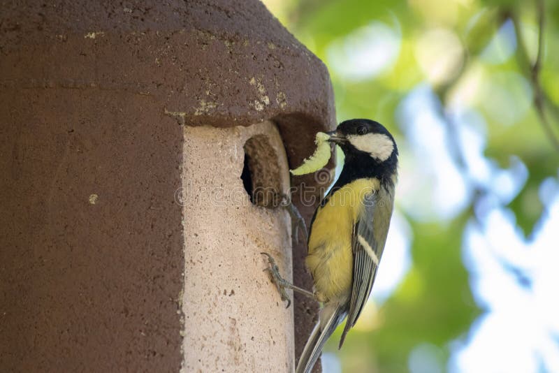 Bird, Fauna, Beak, Perching Bird Picture. Image 135689929