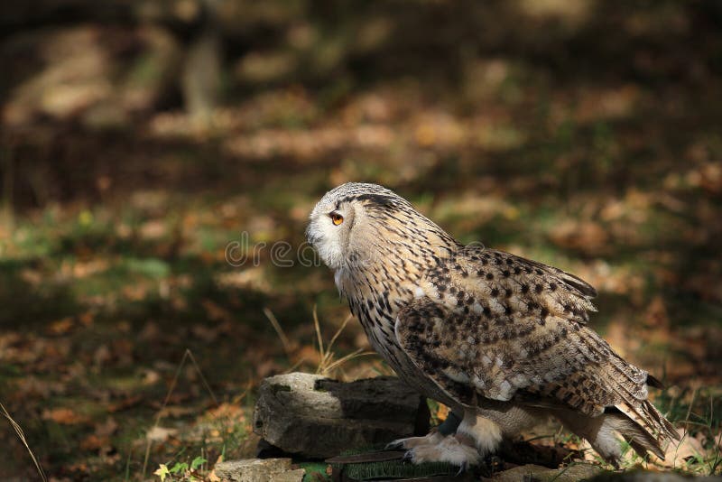 falcon bird of prey falcon bird of prey