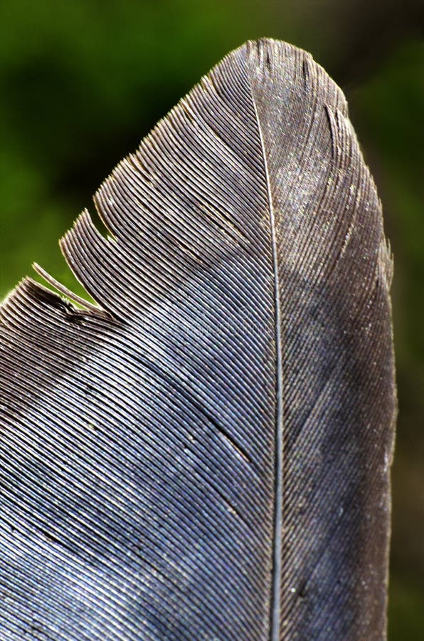 Extreme Macro view of Bird feather agaist green background. Extreme Macro view of Bird feather agaist green background