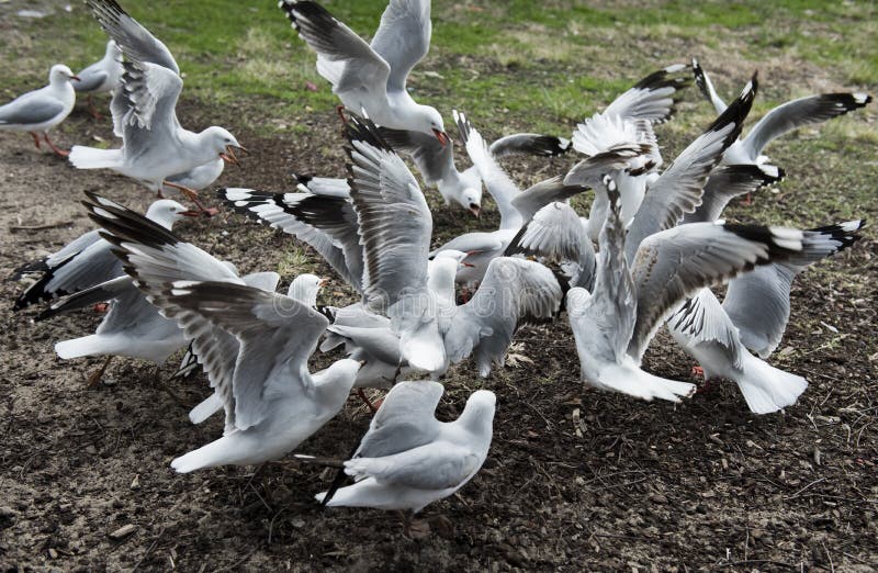 flocks and feathers flocks and feathers