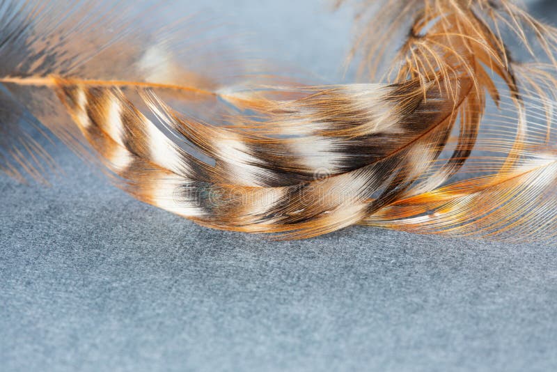Bird feathers patterns texture macro view. Beautiful pattern and bright colors of bird plumage. Shallow depth of field. Selective focus stock images Bird feathers patterns texture macro view. Beautiful pattern and bright colors of bird plumage. Shallow depth of field. Selective focus stock images