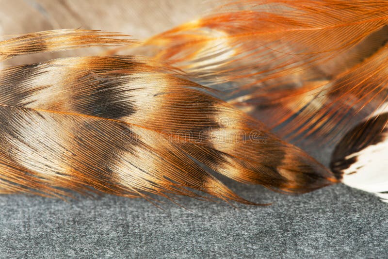 Bird feathers patterns texture macro view. Beautiful pattern and bright colors of bird plumage. Shallow depth of field. Selective focus stock photos Bird feathers patterns texture macro view. Beautiful pattern and bright colors of bird plumage. Shallow depth of field. Selective focus stock photos