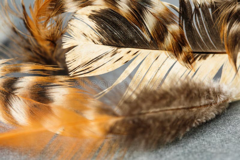 Bird feathers patterns texture macro view. Beautiful pattern and bright colors of bird plumage. Shallow depth of field. Selective focus royalty free stock images Bird feathers patterns texture macro view. Beautiful pattern and bright colors of bird plumage. Shallow depth of field. Selective focus royalty free stock images