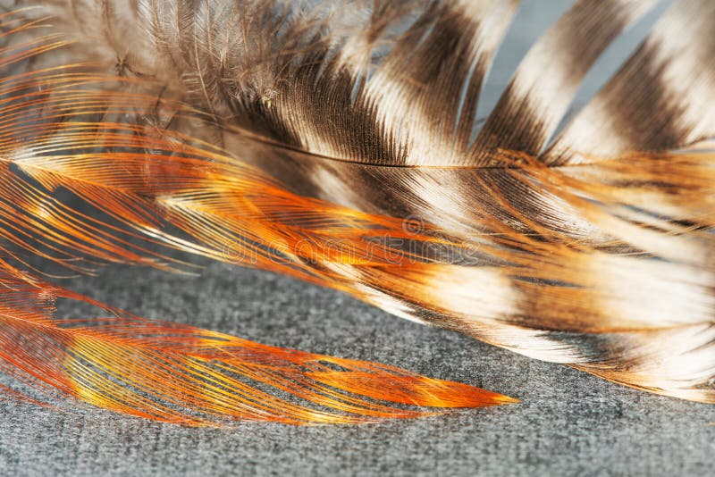 Bird feathers patterns texture macro view. Beautiful pattern and bright colors of bird plumage. Shallow depth of field. Selective focus stock photo Bird feathers patterns texture macro view. Beautiful pattern and bright colors of bird plumage. Shallow depth of field. Selective focus stock photo