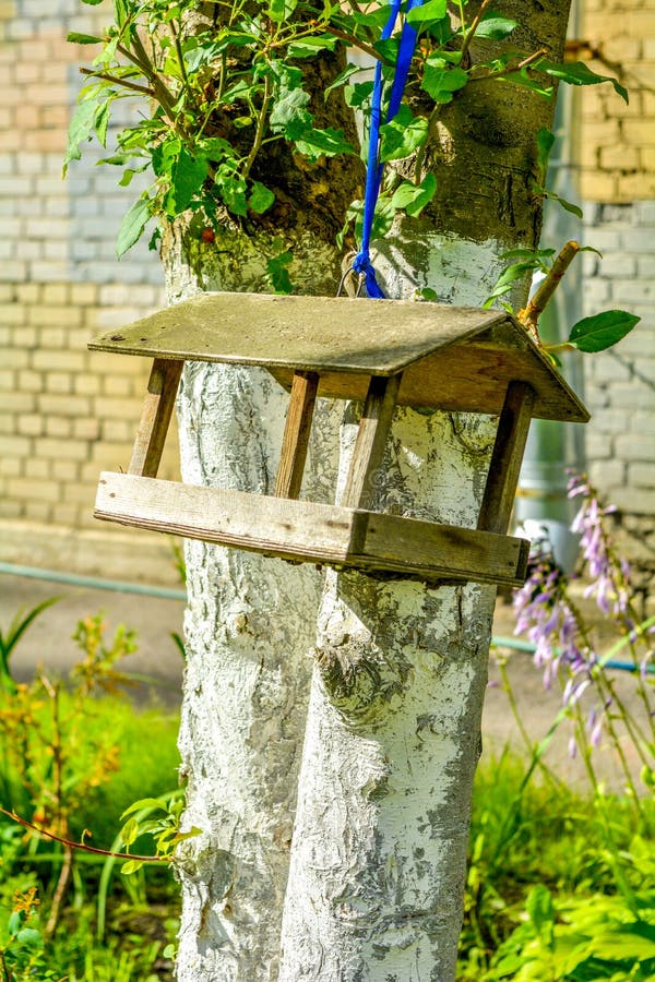Bird Feeder on Tree in City Park Stock Image Image of branch, animal
