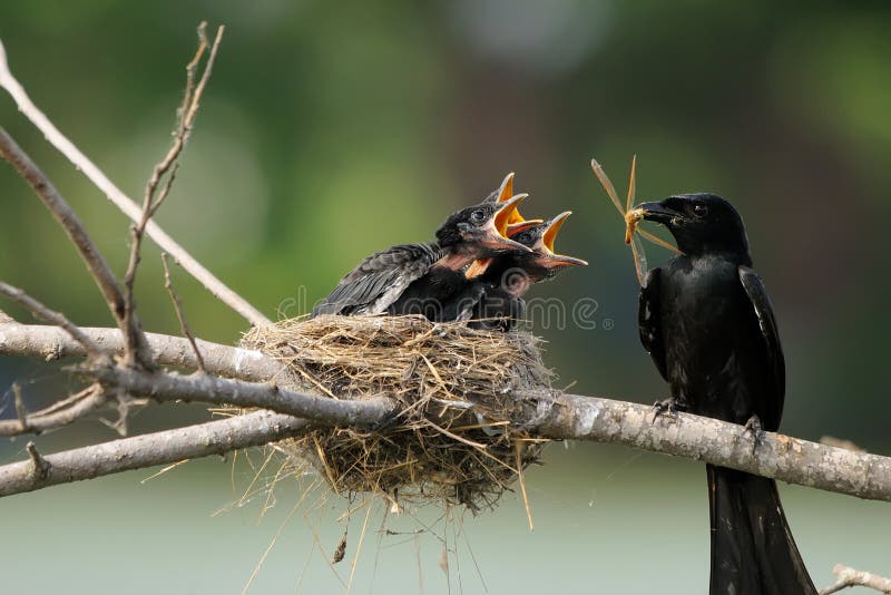 Bird feeding