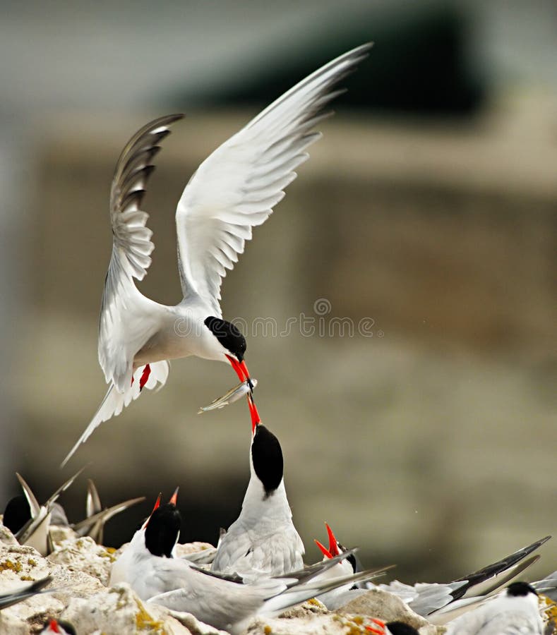 Blanco plumado pájaro en boca alimentación polluelo en nido 