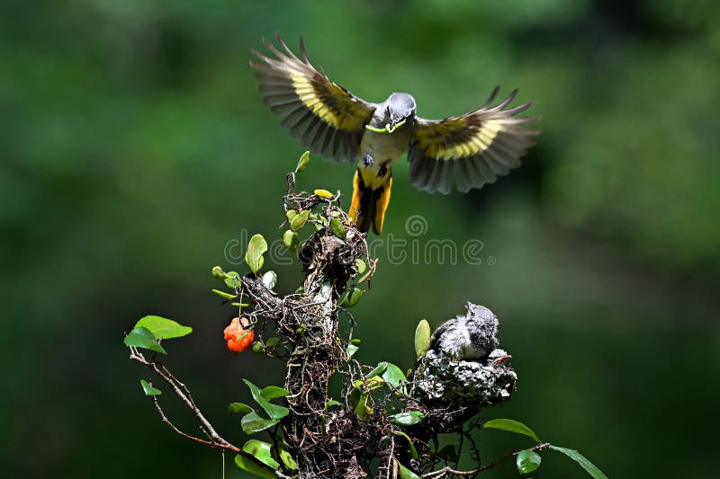 A Bird is Feeding Its Chicks Perched on a Tree Branch Stock Image
