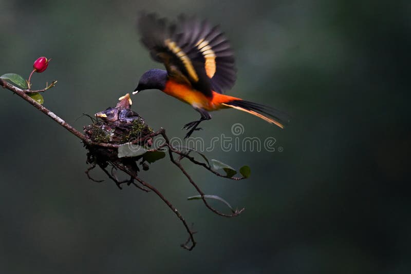 A Bird is Feeding Its Chicks Perched on a Tree Branch Stock Image