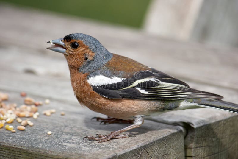 Bird feeding off table