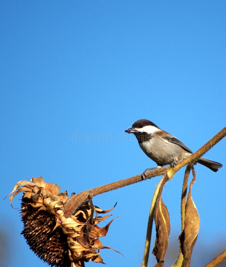 Bird Feeding Sunflower Seeds Stock Image Image of blue, sunflower