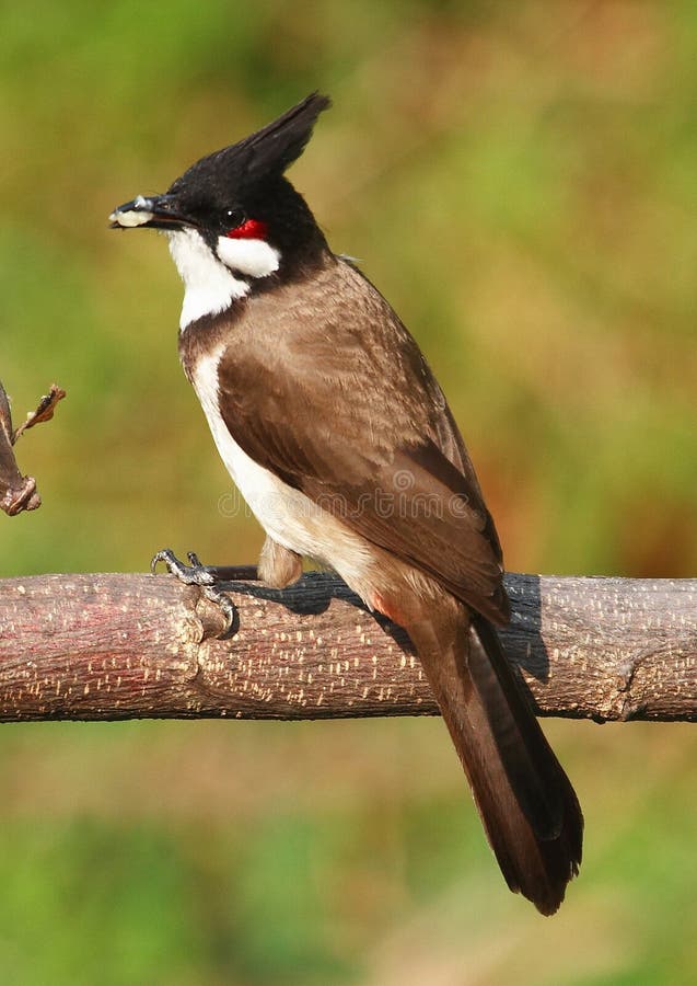 Bird feeding on tree branch. 59-22 jpg