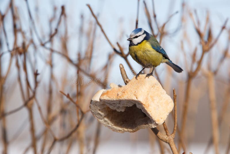 Bird feeding in winter stock photo. Image of outdoor 22519468
