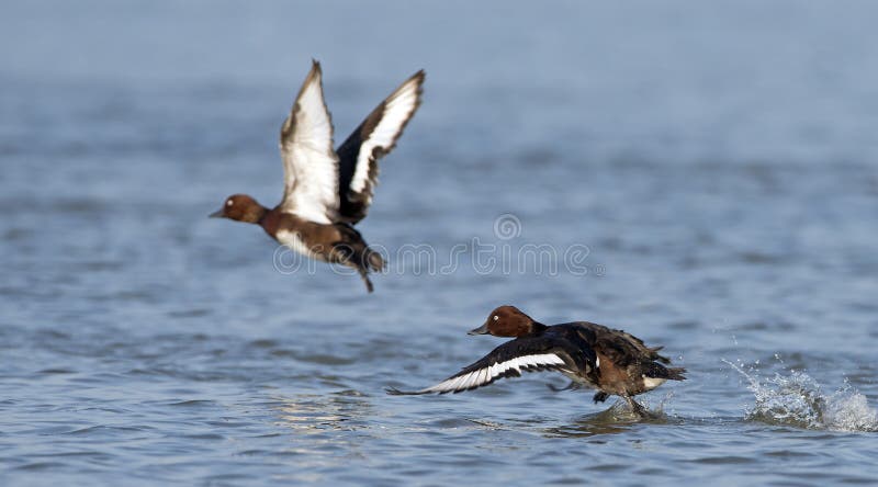 Bird, Ferruginous Duck Aythya nyroca