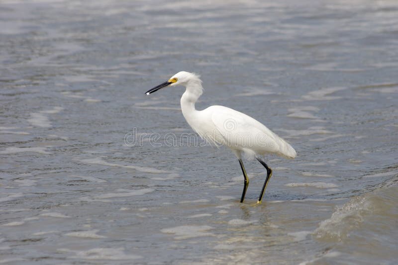 Bird fishing stock image. Image of beak, feather, scene 39057329