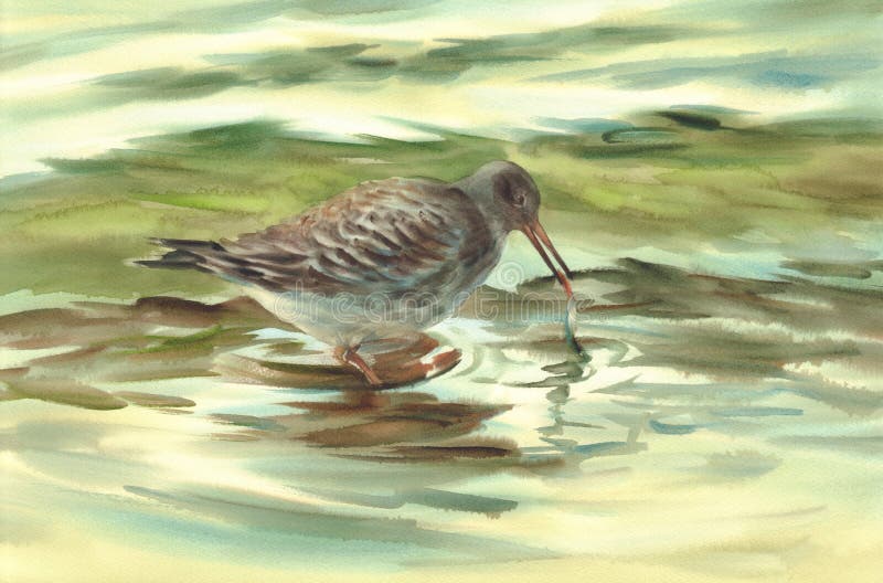 A bird fishing by the sea watercolor