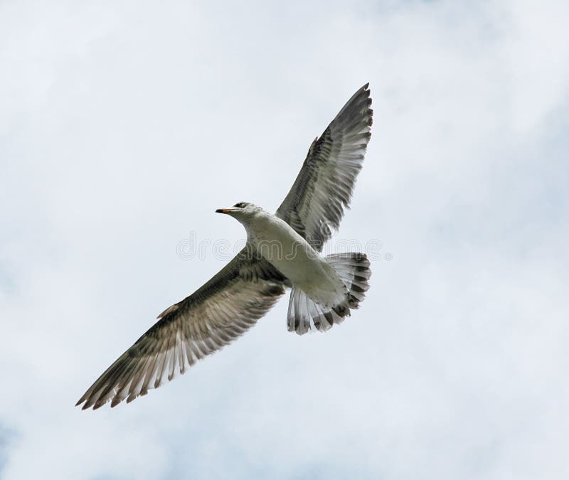 Pájaro volador abrir alas contra cancelar el cielo.