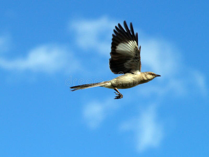 Bird in Flight